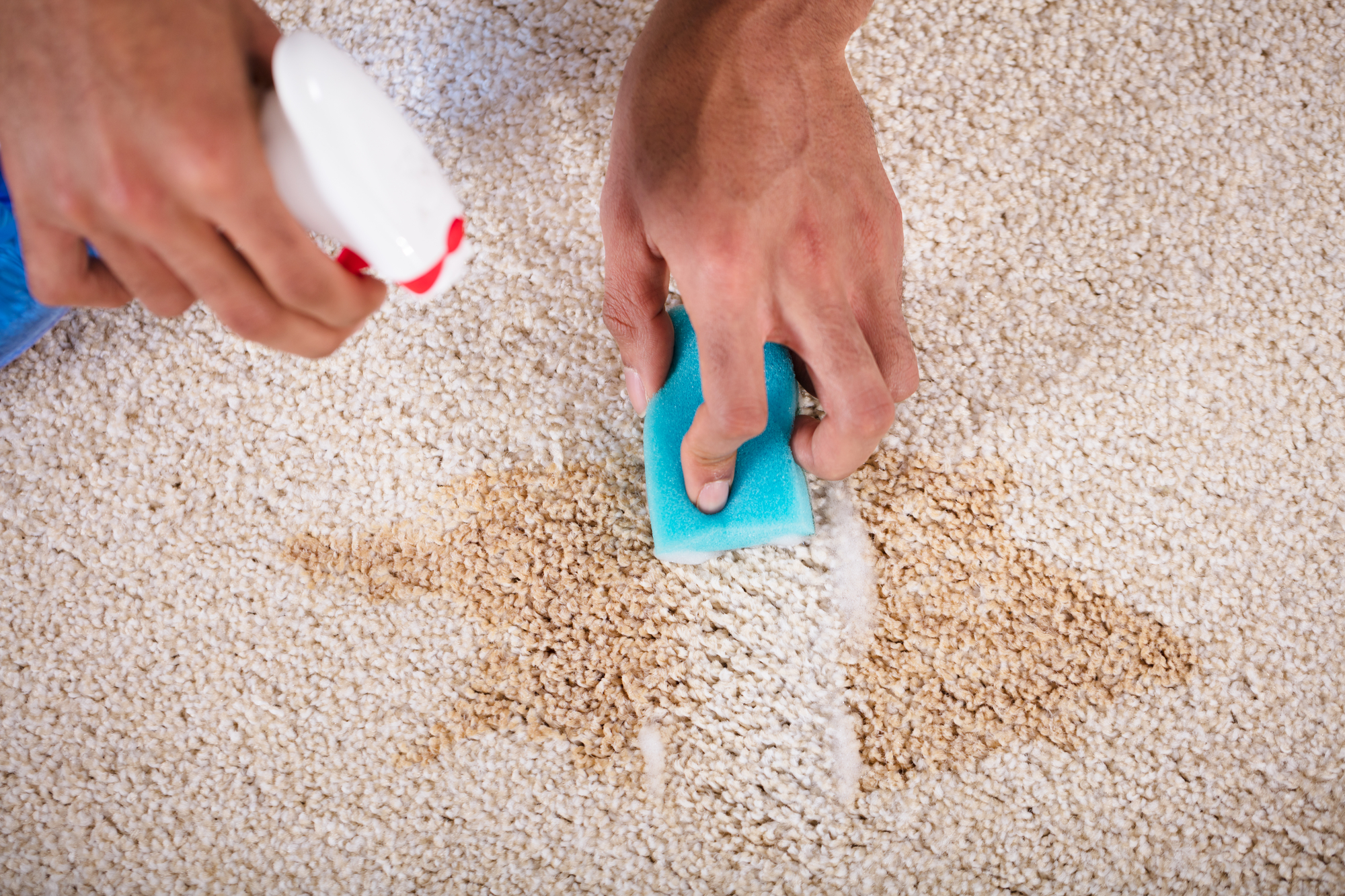 Cleaning Stain On Carpet With Sponge